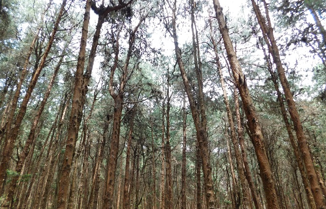 Pine forest kodaikonal