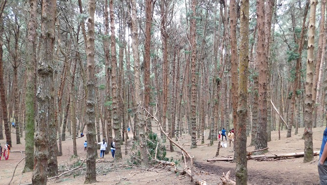 pine forest 2 kodaikonal