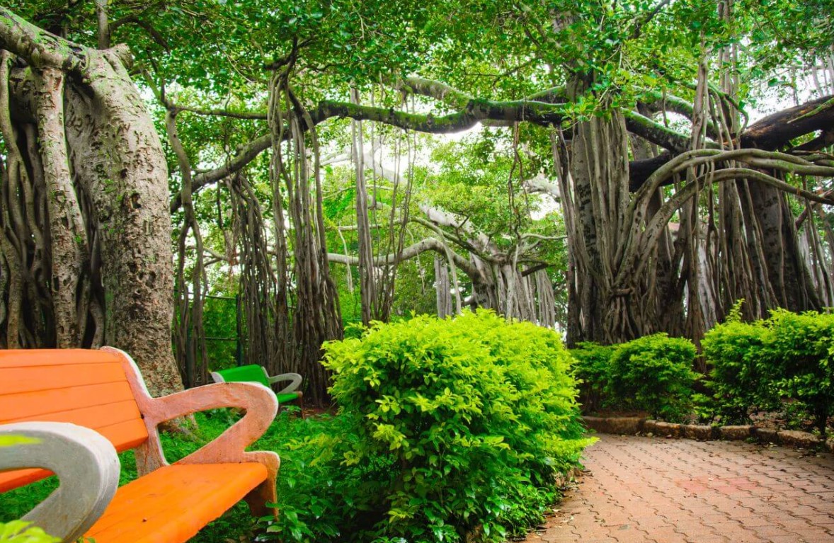 big banyan tree bangalore