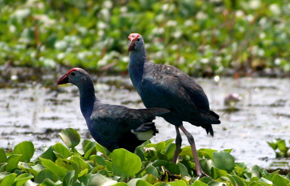 Kottayam tourist places ( Kumarakom Bird Sanctuary )