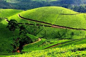 Theni tourist places - Cardomam City - Must visit tourist places in Theni