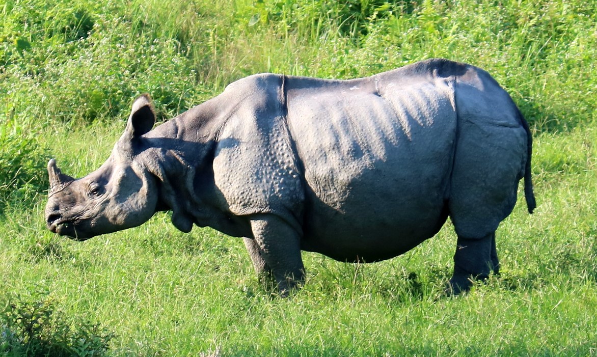 Jaldapara National Park - One horn Rhino